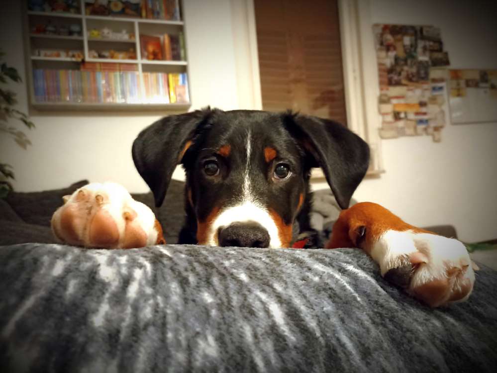 Hundetreffen-Neue Spielfreunde gesucht für die Ablenkung vom Alltag :)-Profilbild