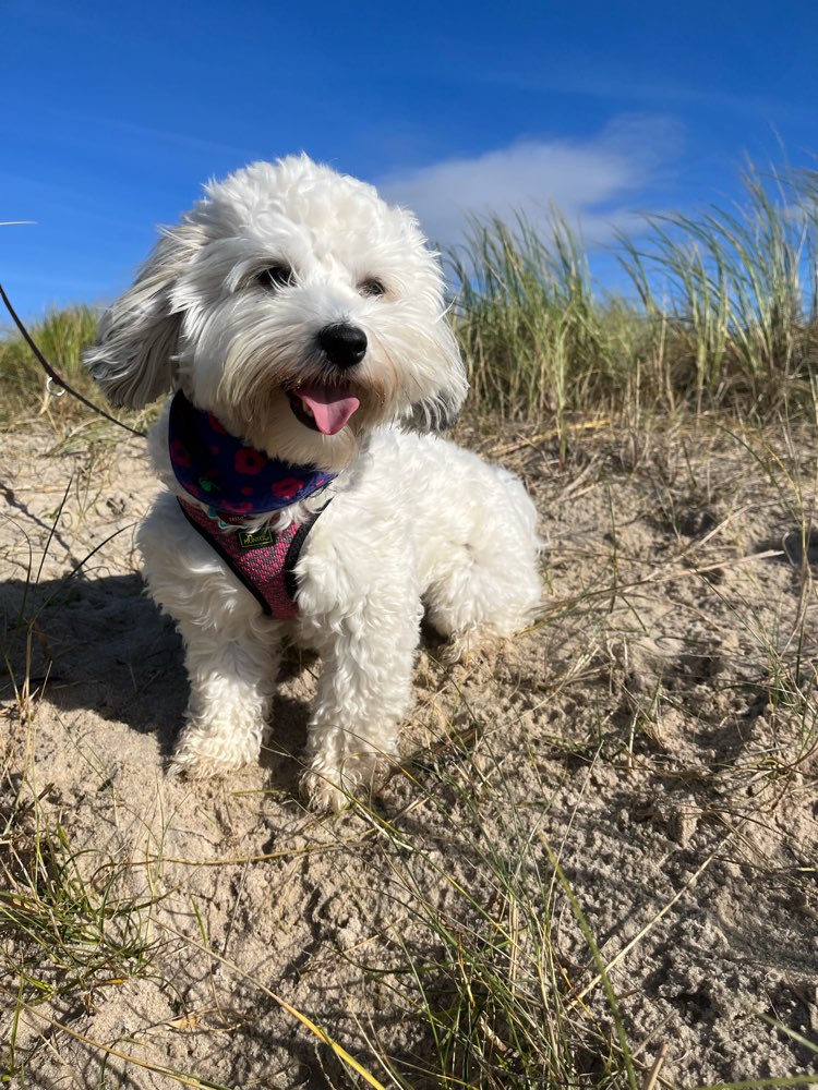 Hundetreffen-Spielfreunde-Profilbild