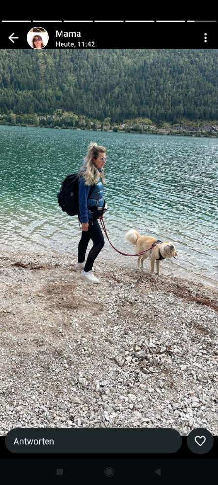Hundetreffen-Gassirunde zum Üben-Profilbild