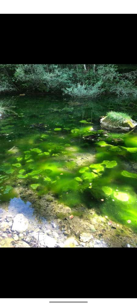 Giftköder-Blaualgen-Profilbild