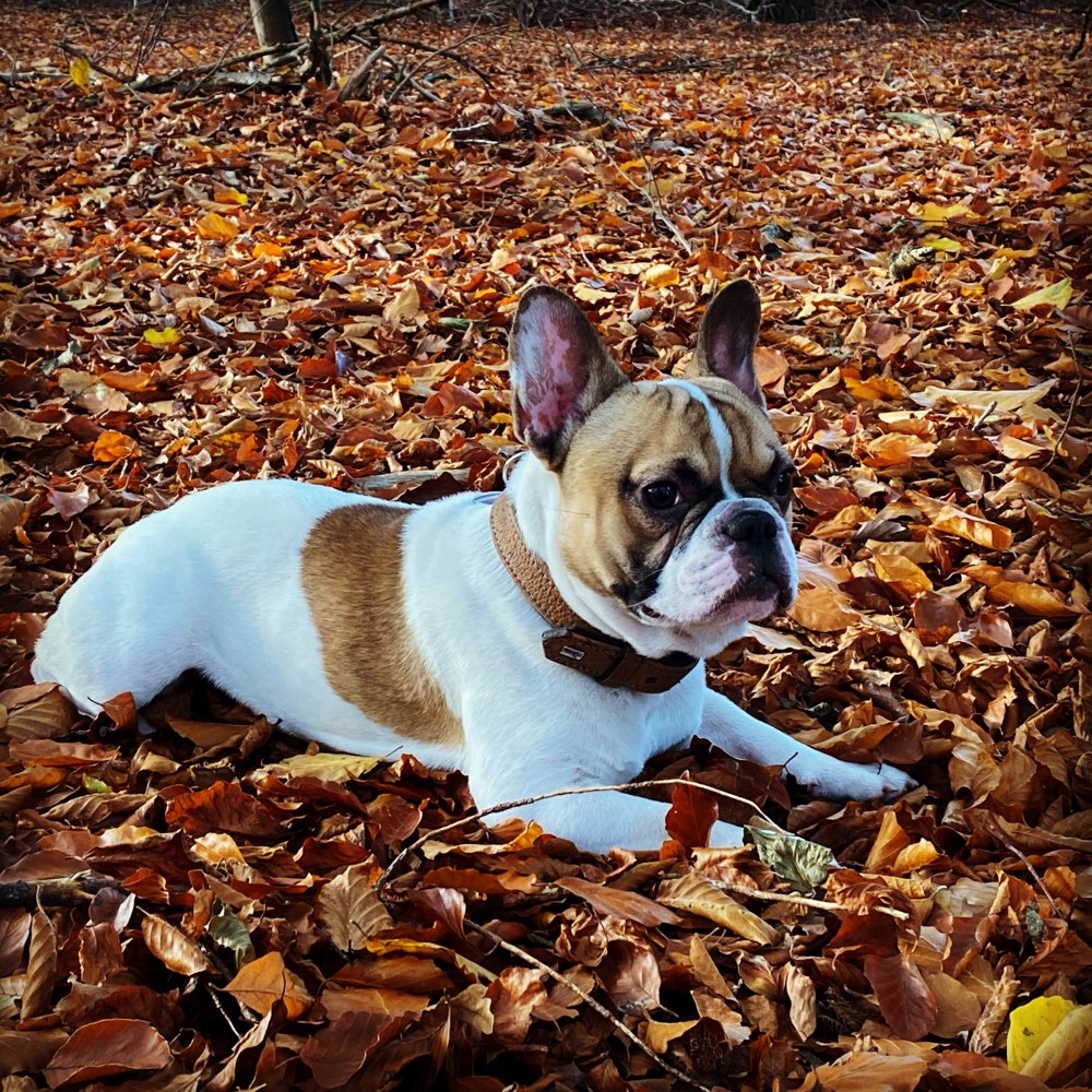 Hundetreffen-Hunde Begegnungen üben-Profilbild