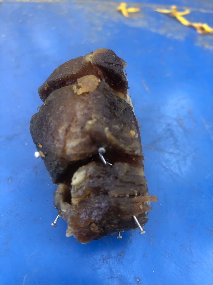 Giftköder-Fleischköder mit Stecknadeln-Profilbild