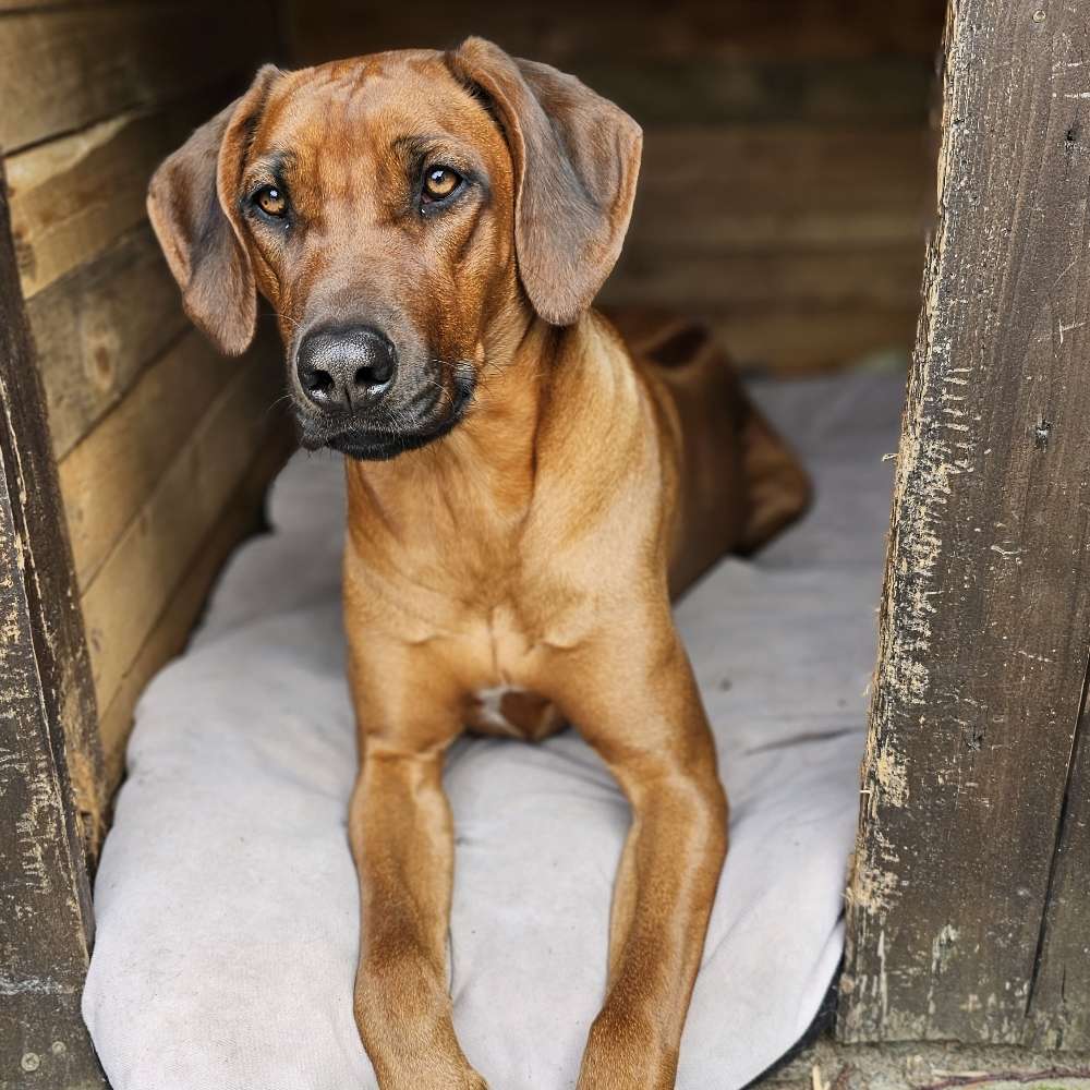 Hundetreffen-Gassirunde-Profilbild