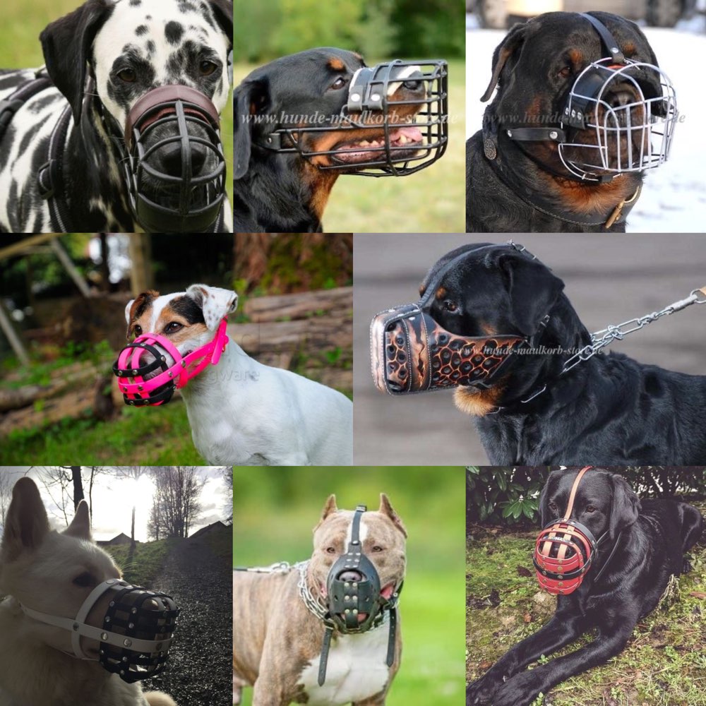 Hundetreffen-Spaziergänge und Spielzeiten für Listis-Profilbild