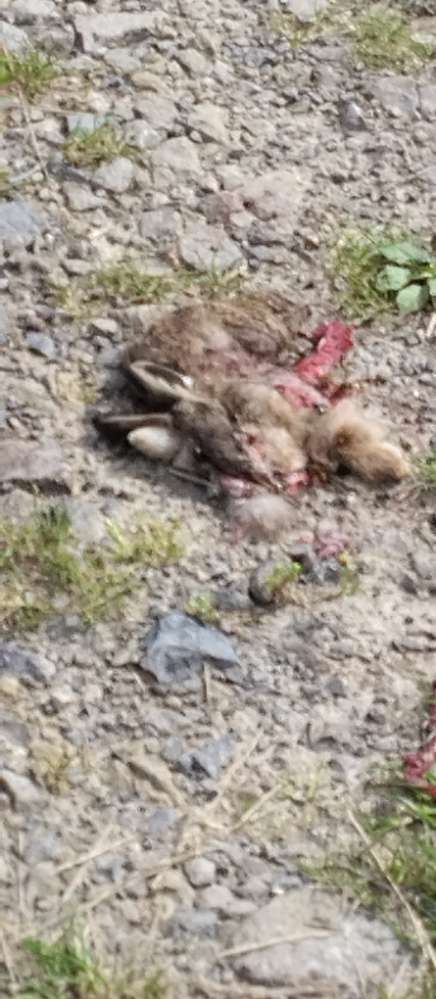 Giftköder-Toter junger Hase-Profilbild