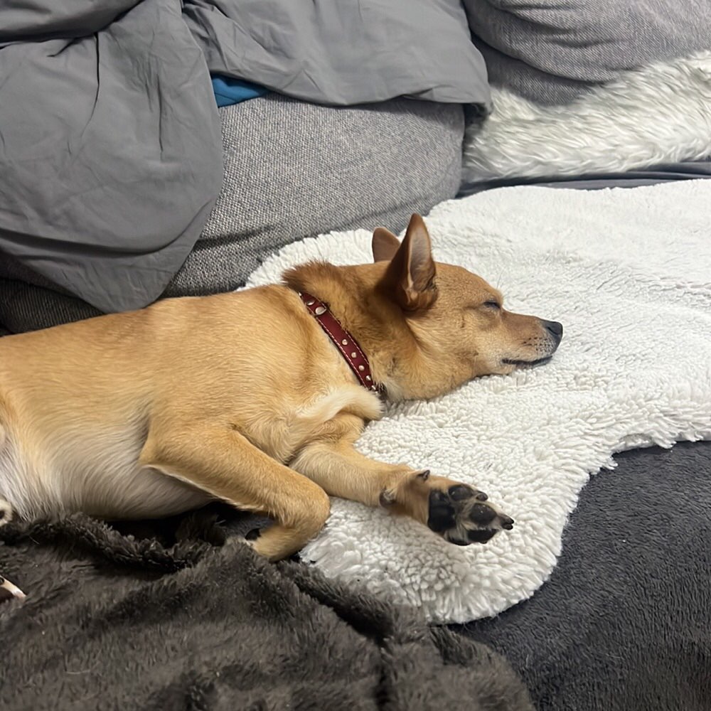 Hundetreffen-Weibchen, Weibchen, Weibchen-Profilbild