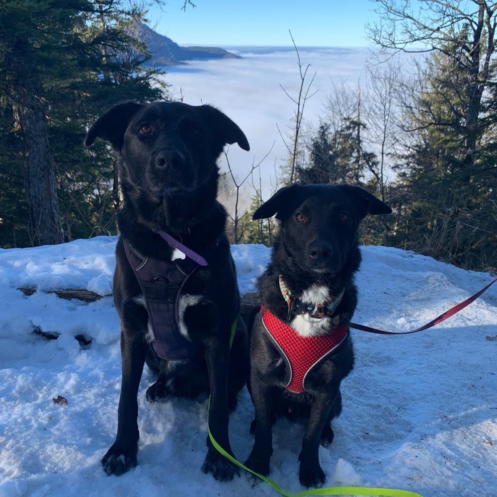 Hundetreffen-Social Walk🐾-Profilbild