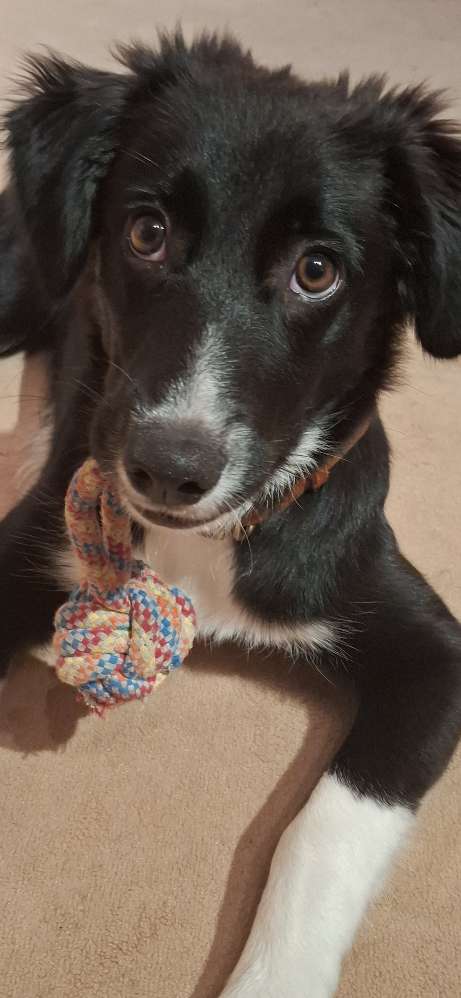 Hundetreffen-Spielpartner gesucht-Profilbild