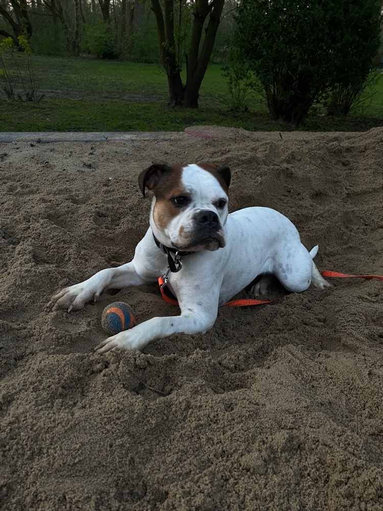 Hundetreffen-Gemeinsame Trainings-Spaziergänge-Profilbild