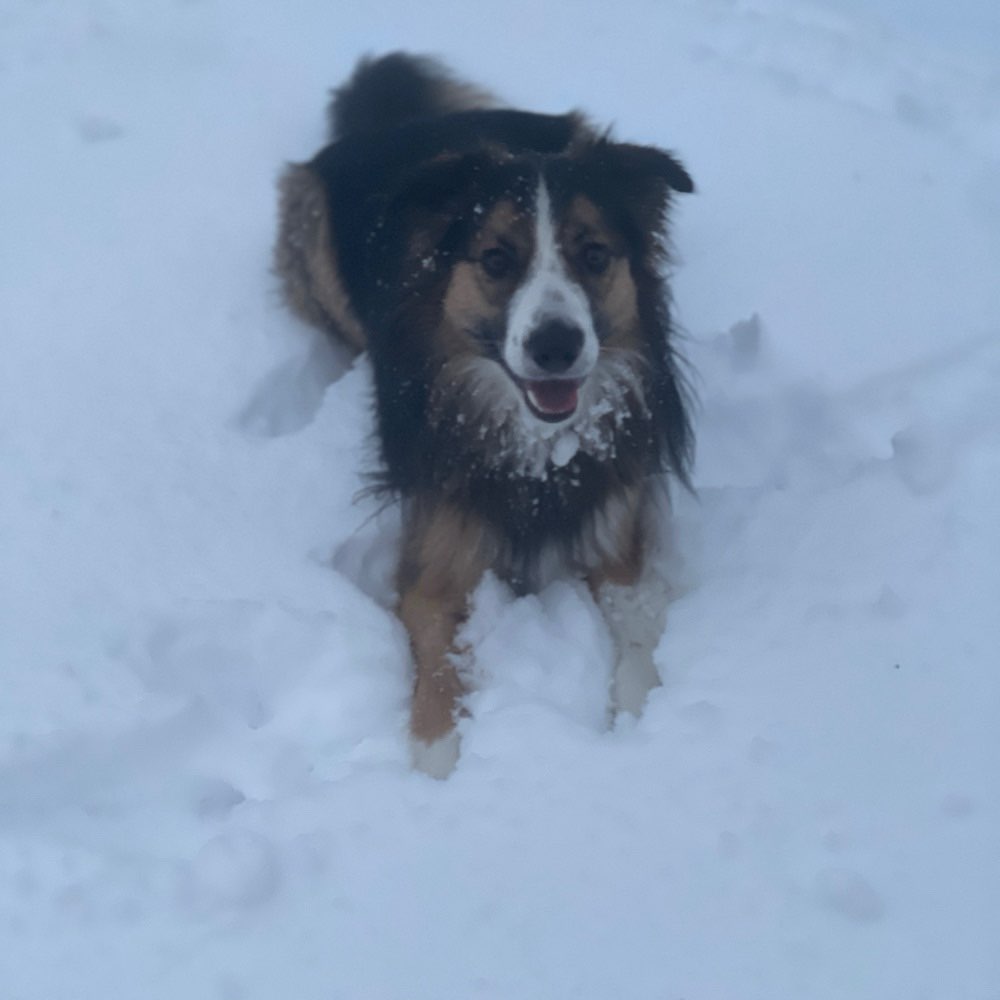 Hundetreffen-Border Collie Spiel-und Gassirunde/gerne auch alle Rassen-Profilbild