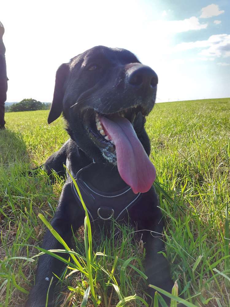 Hundetreffen-Hundetreff-Profilbild