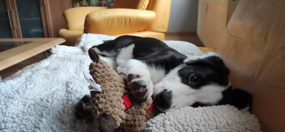 Hundetreffen-Welpen spielen-Profilbild