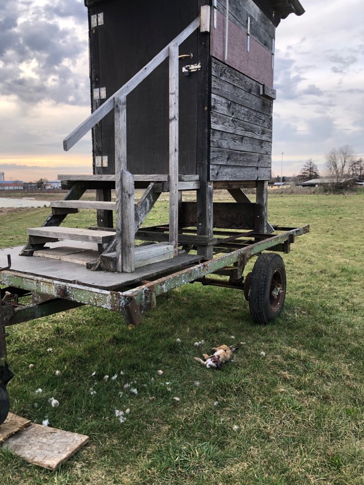 Giftköder-Hasen Kadaver-Profilbild