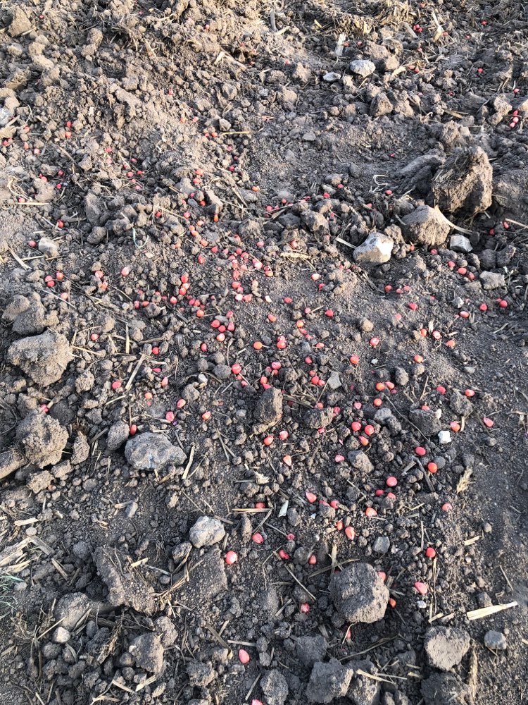 Giftköder-Gebeizter Mais! Giftig!-Profilbild