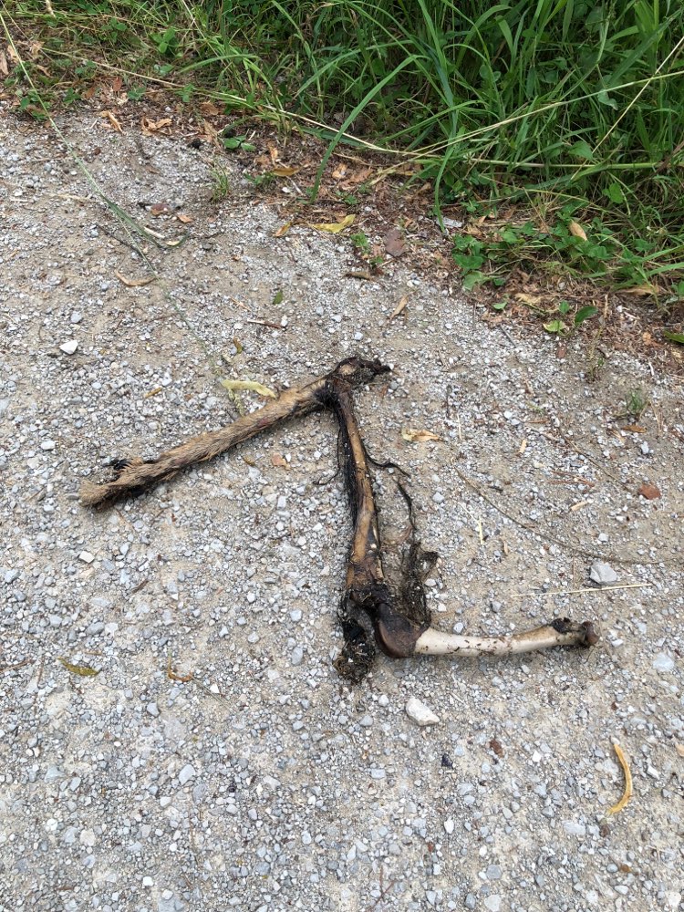 Giftköder-Reh Knochen-Profilbild