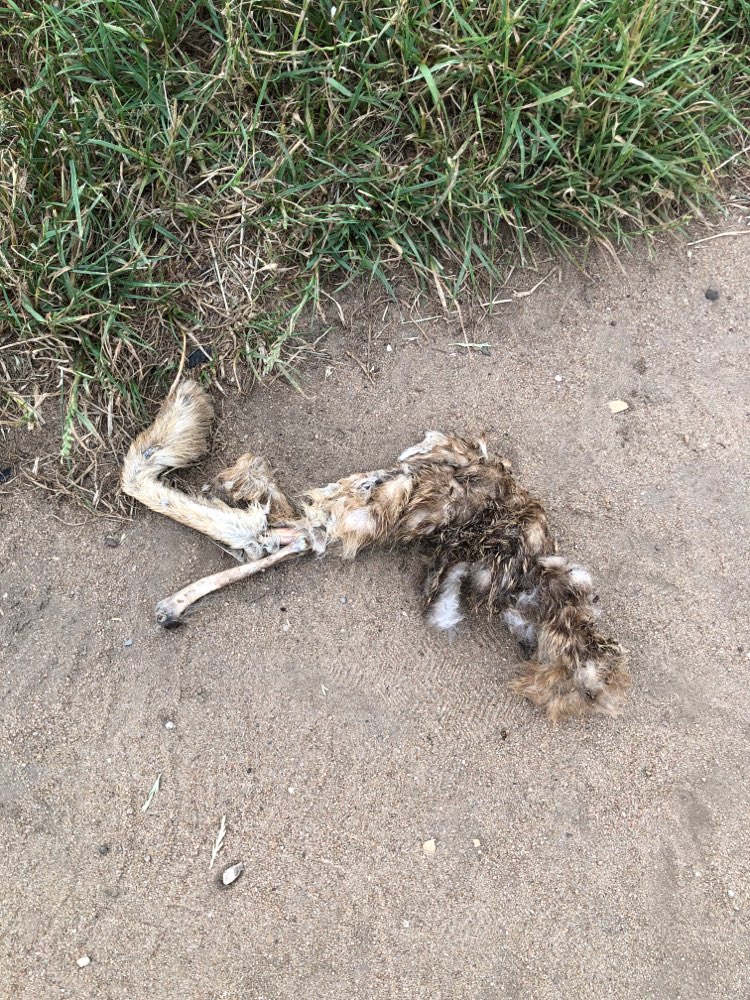 Giftköder-Überreste eines Feldhasen-Profilbild