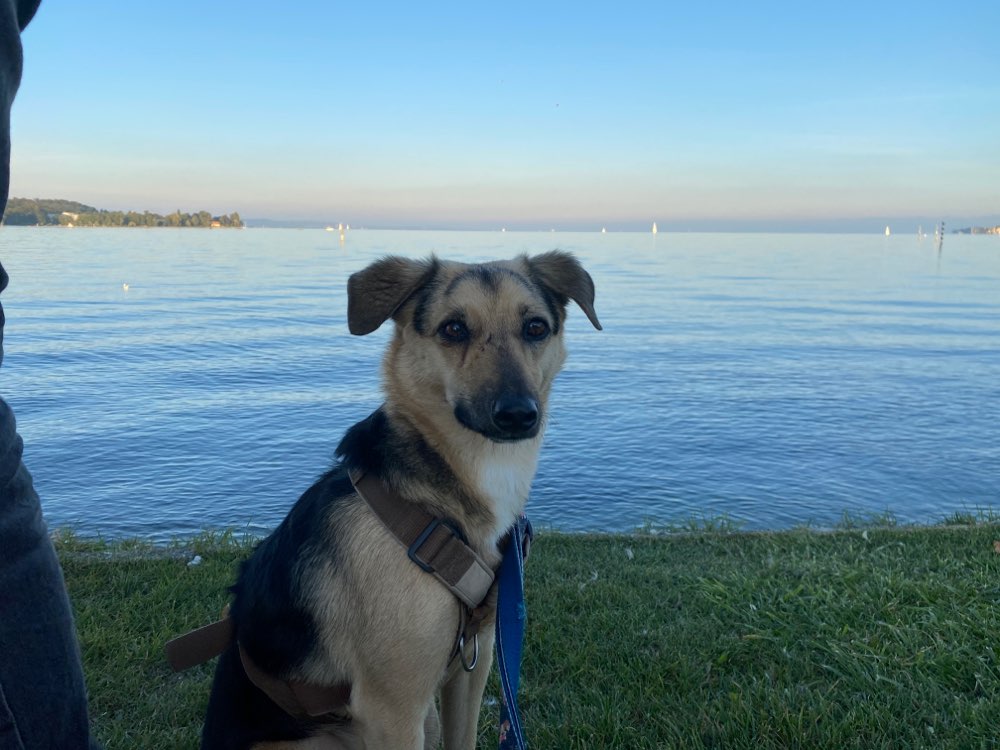 Hundetreffen-Spielkamerad für unsere Emma-Profilbild