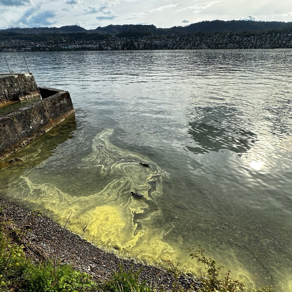 Giftköder-Eventuelle Blaualgen-Profilbild
