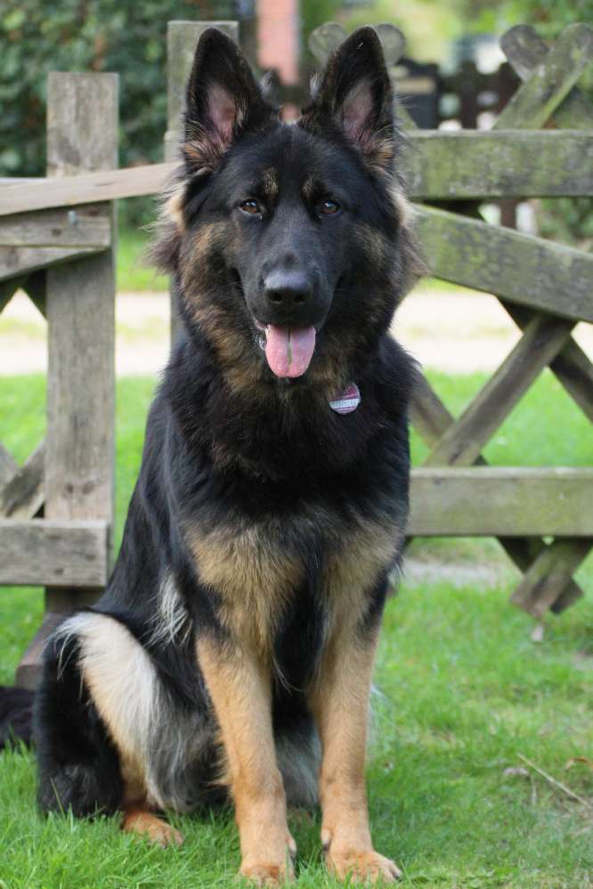 Hundetreffen-Spielpartner für Hedwig-Profilbild