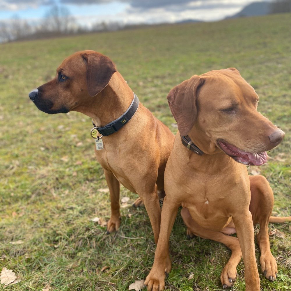 Hundetreffen-Spielen und Spaß haben-Profilbild