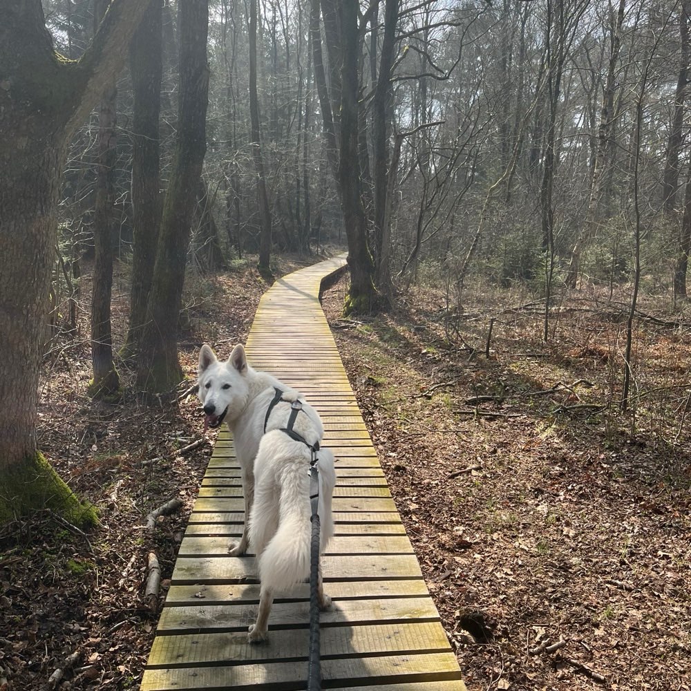Hundetreffen-Wandern mit Hund-Profilbild