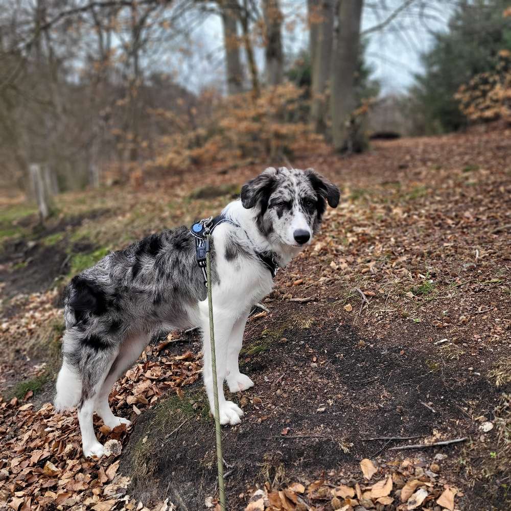 Hundetreffen-Spielrunden und Gassierunden-Profilbild