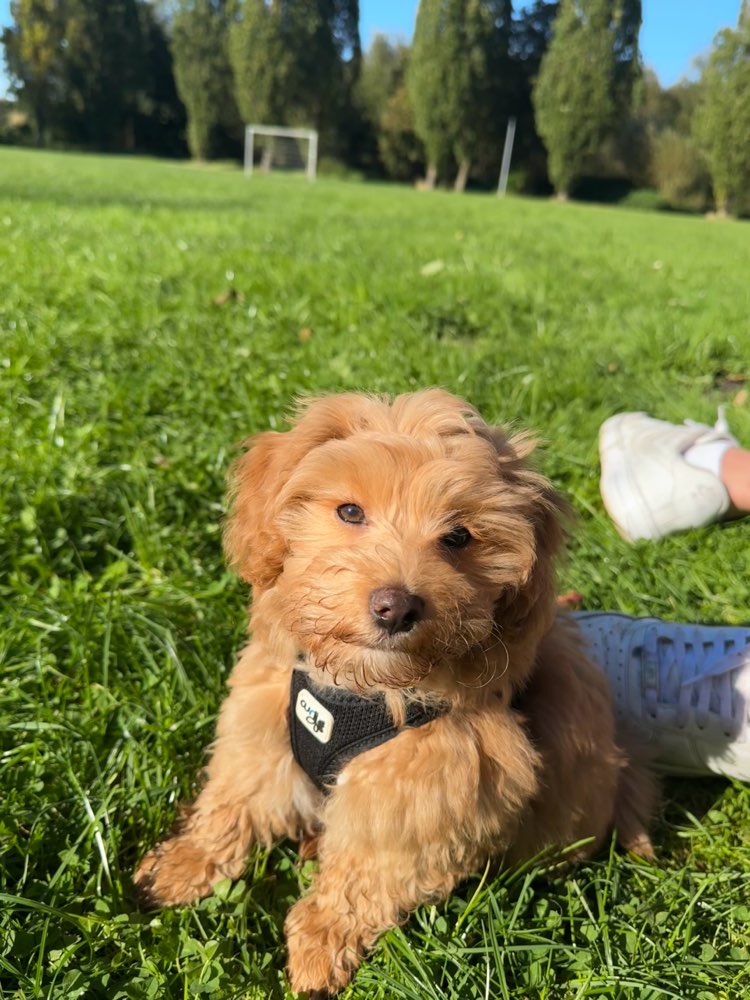 Hundetreffen-Welpenspielgruppe-Profilbild