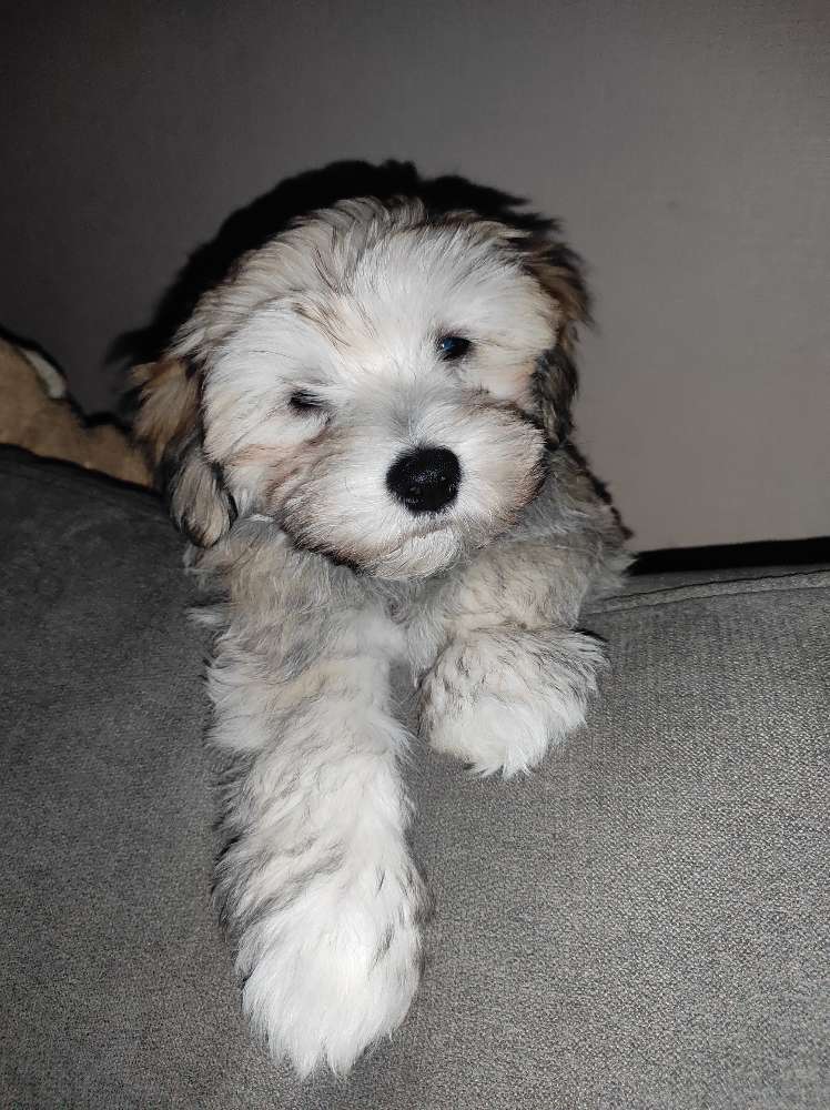 Hundetreffen-Hunde Freunde für Welpe-Profilbild