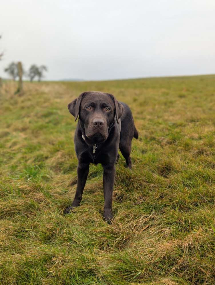 Hundetreffen-Gassi-Date gesucht-Profilbild