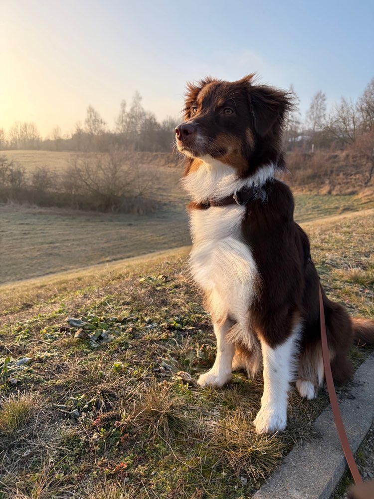 Hundetreffen-Spazieren gehen-Profilbild