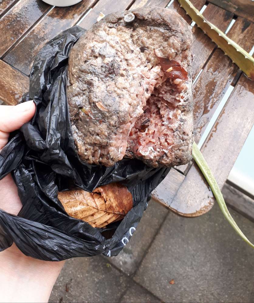 Giftköder-Fleischstücke mit Schrauben-Profilbild