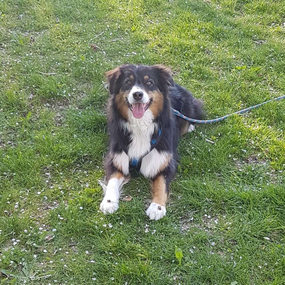 Hundetreffen-Social Walk / kontrollierte gemeinsame Spaziergänge-Profilbild