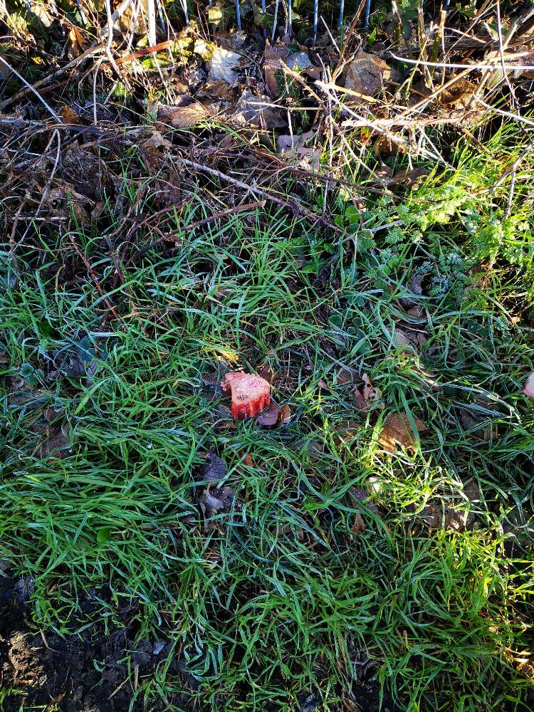 Giftköder-Giftköder-Profilbild