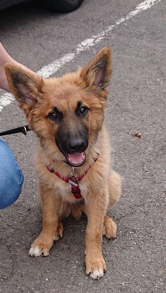 Hundetreffen-Spiel Gemeinschaft-Profilbild