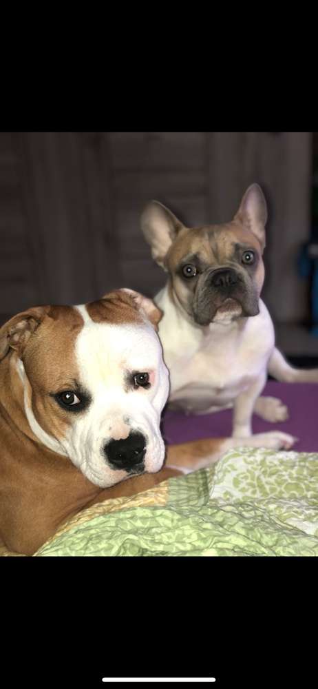 Hundetreffen-Spielkameraden zum Gassi und Spielen gesucht-Profilbild