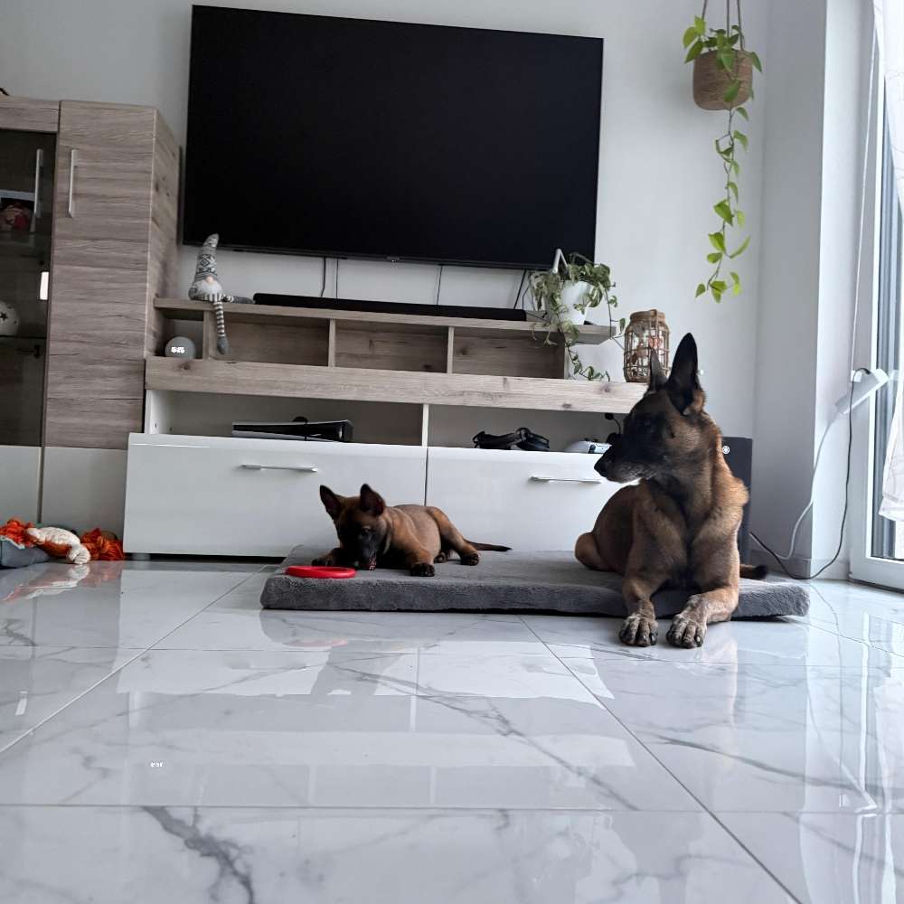 Hundetreffen-Welpentreffen/Spielrunde-Profilbild