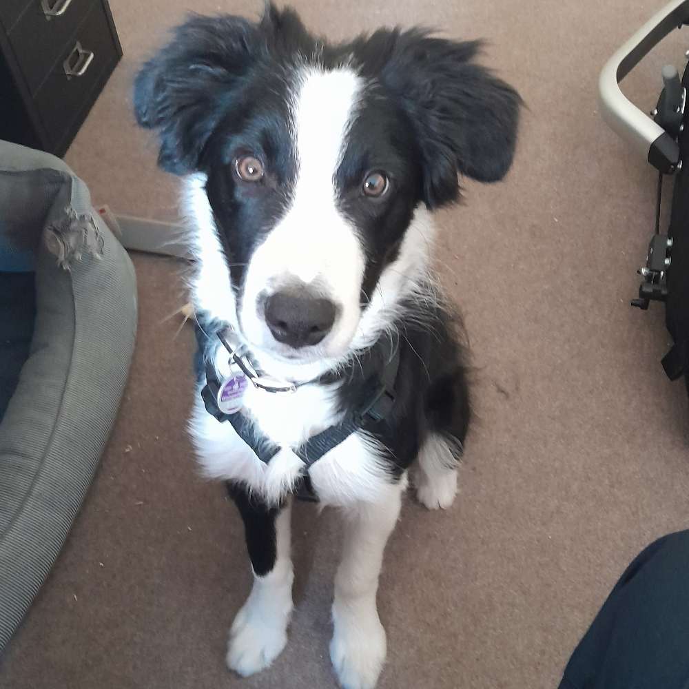 Hundetreffen-Kennenlernen/Spielen/Beschüffeln-Profilbild