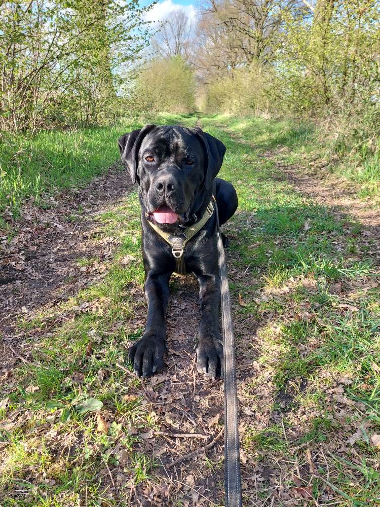 Hundetreffen-Spielfreunde gesucht-Profilbild