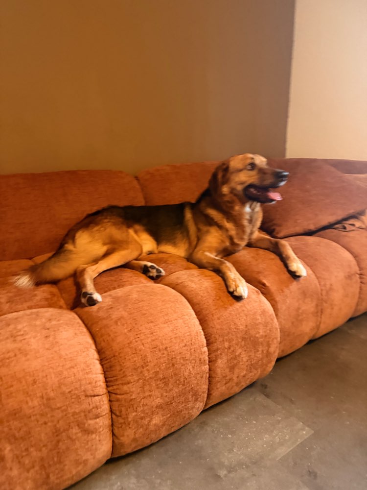 Hundetreffen-Großer Spielpartner gesucht 🐕🐶-Profilbild