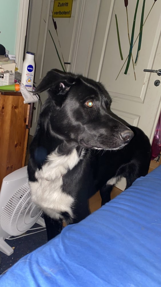 Hundetreffen-Suche einen Spielkameraden-Profilbild