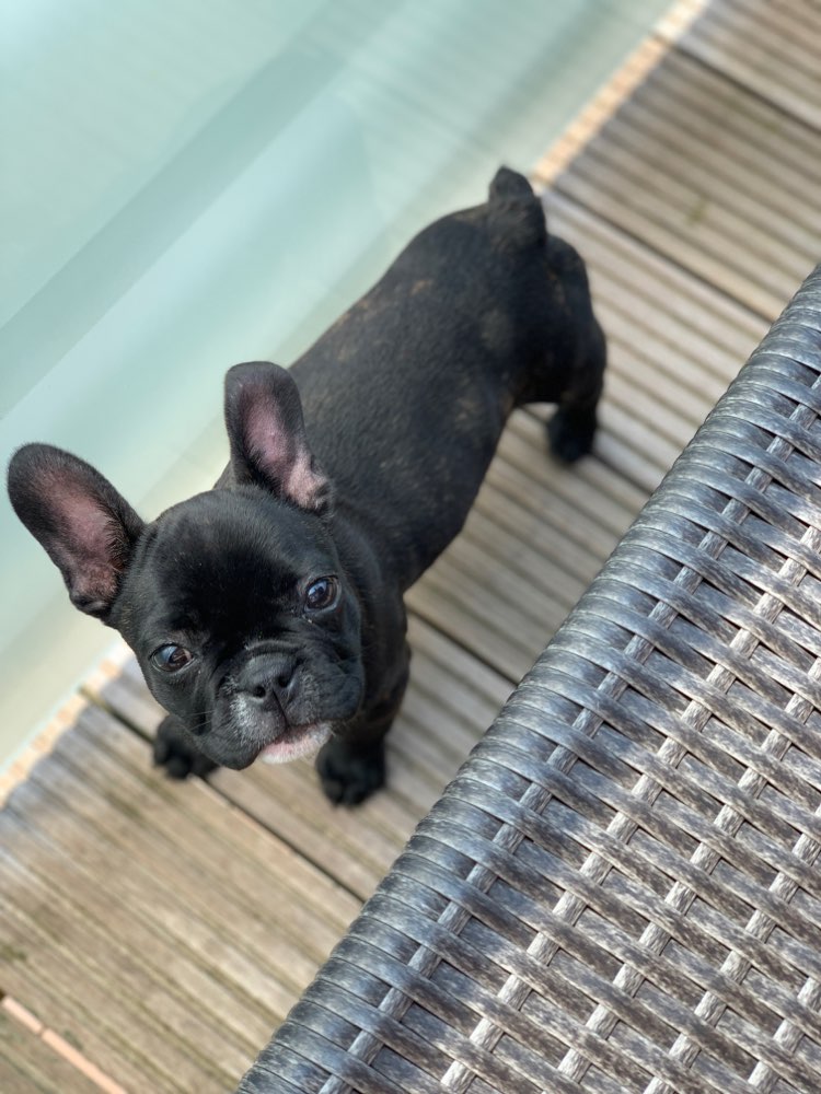 Hundetreffen-Welpen/Frenchie Treff 🐶-Profilbild