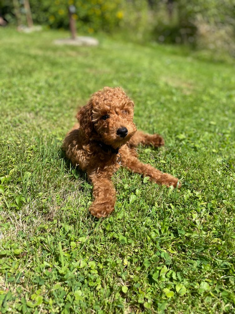 Hundetreffen-Pudeltreffen🫶🏻🐩-Profilbild