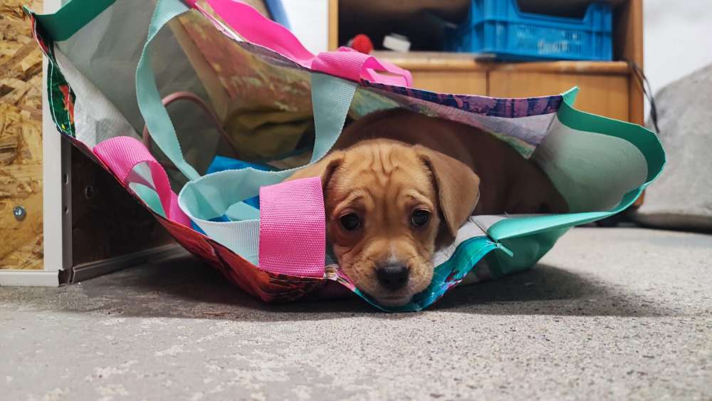 Hundetreffen-Welpentreff Hameln/Afferde-Profilbild