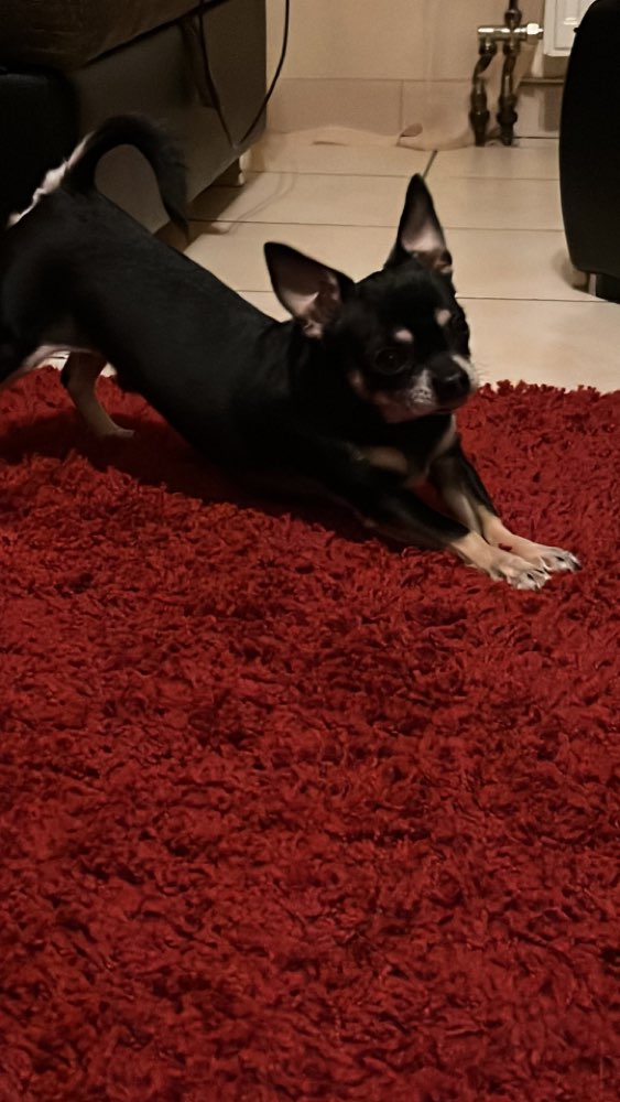 Hundetreffen-Kleine hunde treffen zum spielen :)-Profilbild