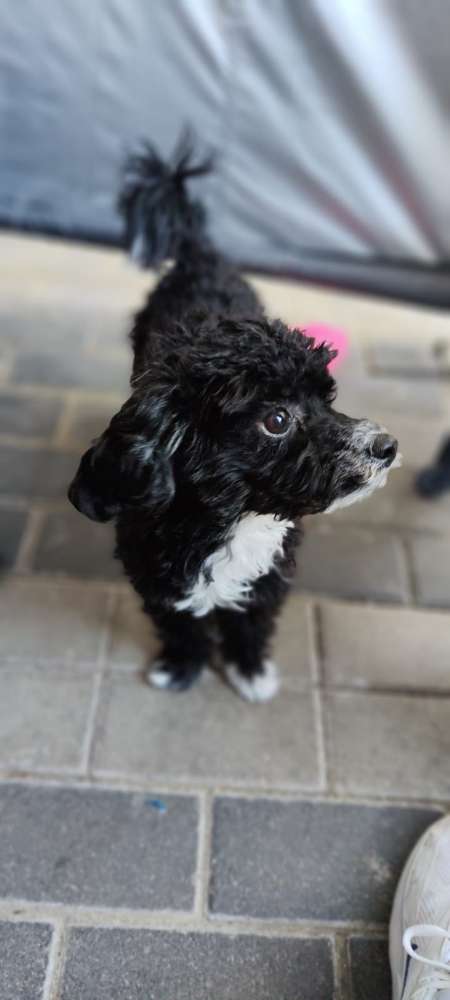 Hundetreffen-Soziale Kontakte in Beverungen-Profilbild