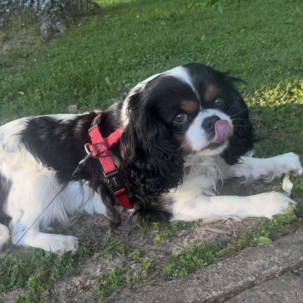Hundetreffen-Gassi Runde Treff-Profilbild