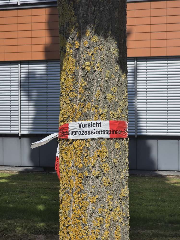 Giftköder-Eichenprozessionsspinner-Profilbild