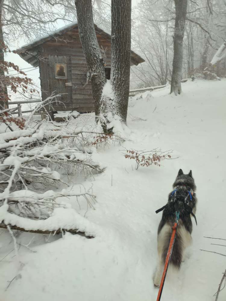 Hundetreffen-Canicross Runde 5 bis 15km-Profilbild
