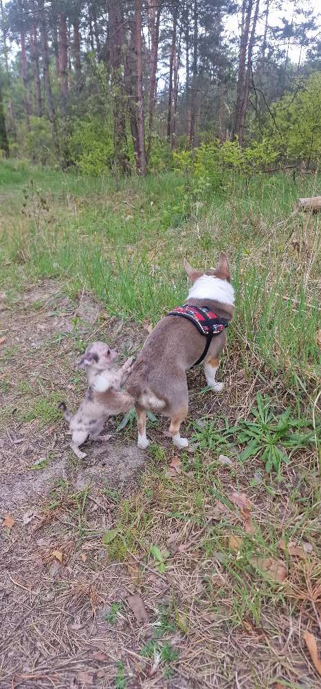 Hundetreffen-Hundetreffen  und Gassigehrunden für kleine-mittlere Hunde-Profilbild