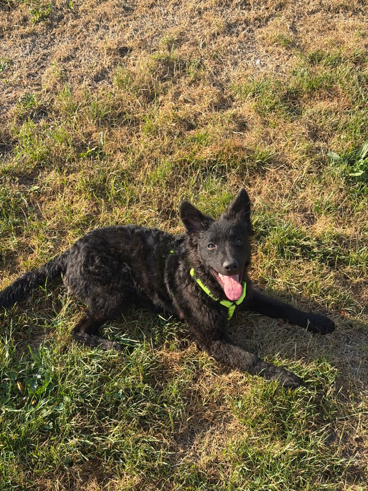 Hundetreffen-Social walk-Profilbild